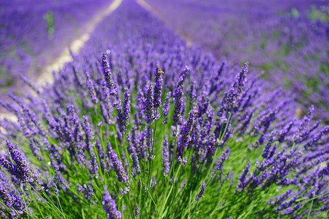 Mikado aroma lavanda