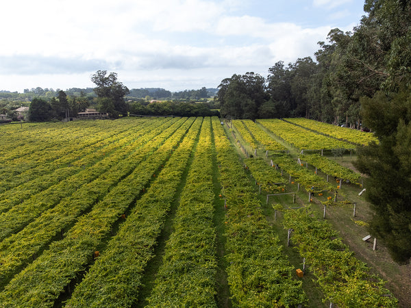 Finca Pazo Barrantes