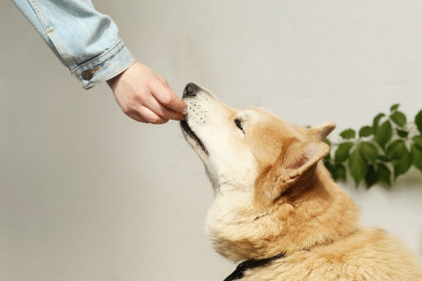 Allergies and your dog - Everything you need to know.