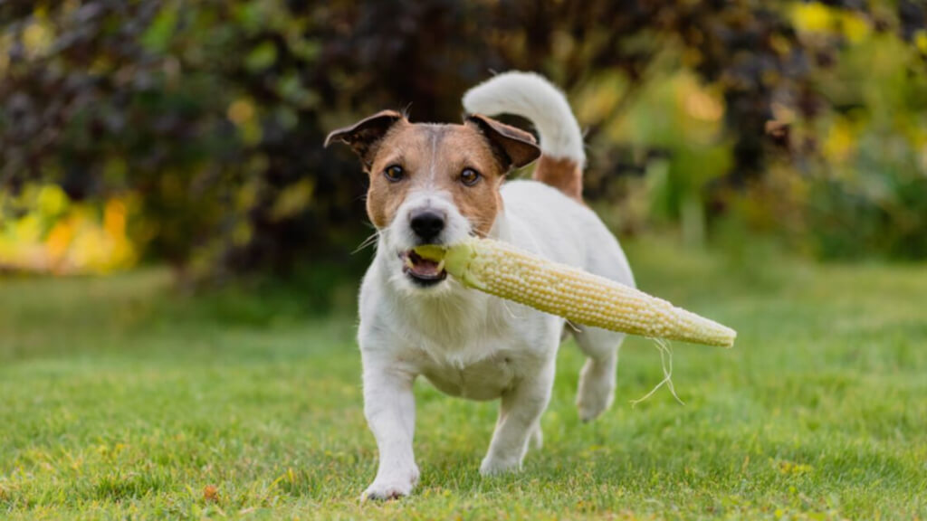 what happens if your dog eats a corn cob