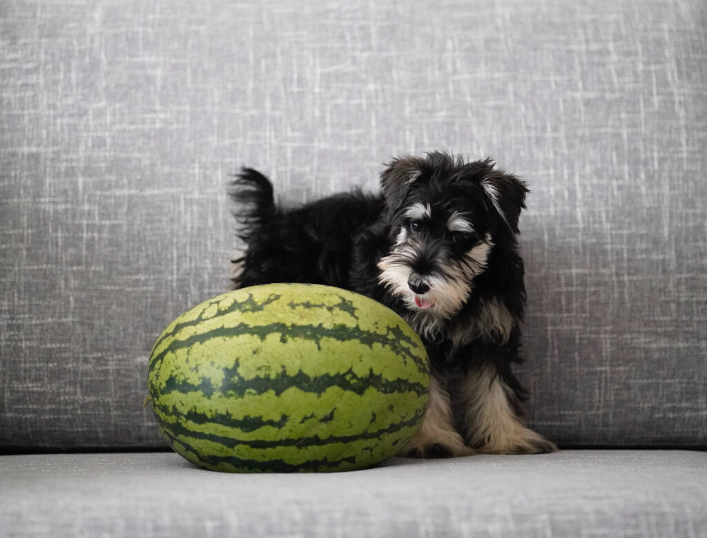 dog watermelon 1