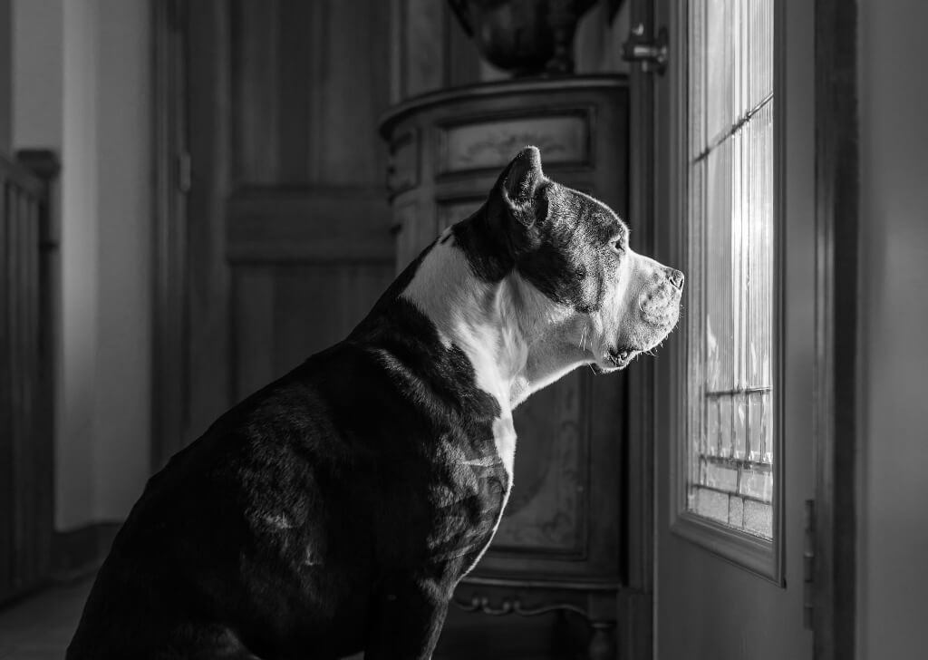 Dog Gazing Out Of Window