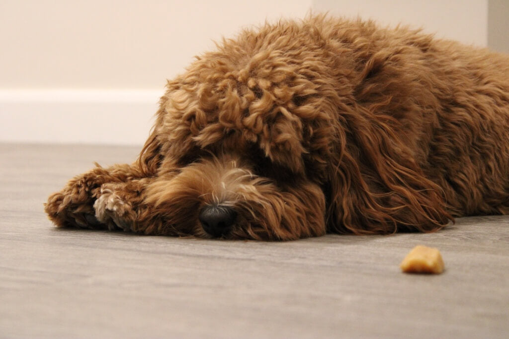 Poorly dog lying next to a nut.