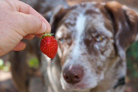 dog with strawberry