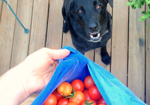 Dog tomatoes