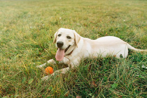 Dog in grass with orange