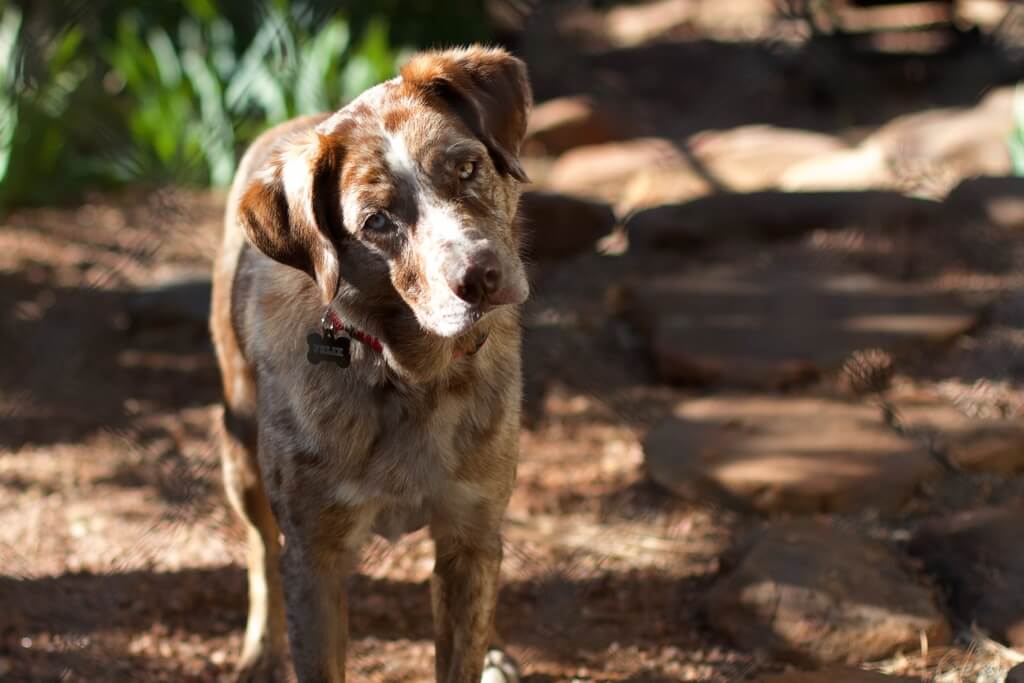 Standing dog tilting their head.