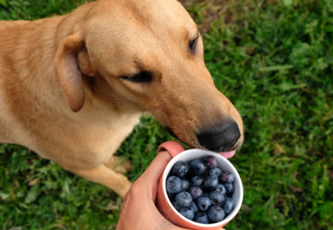 dog and a bowl of blueberries