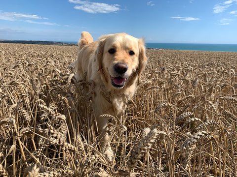Dog in a field of grains