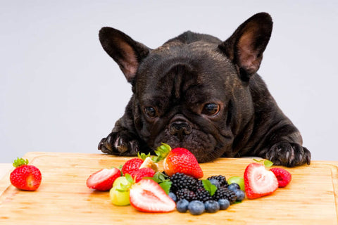 french bulldog and blueberries