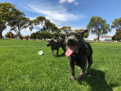 dogs running healthy weight