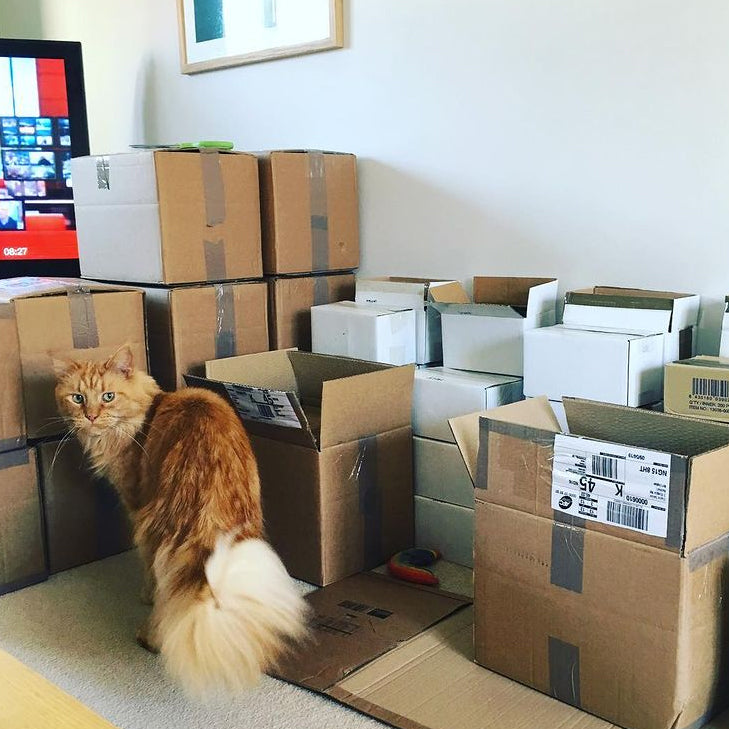 Mort, a ginger floofy cat, stands by a room full of open pencil boxes. He looks bemused.