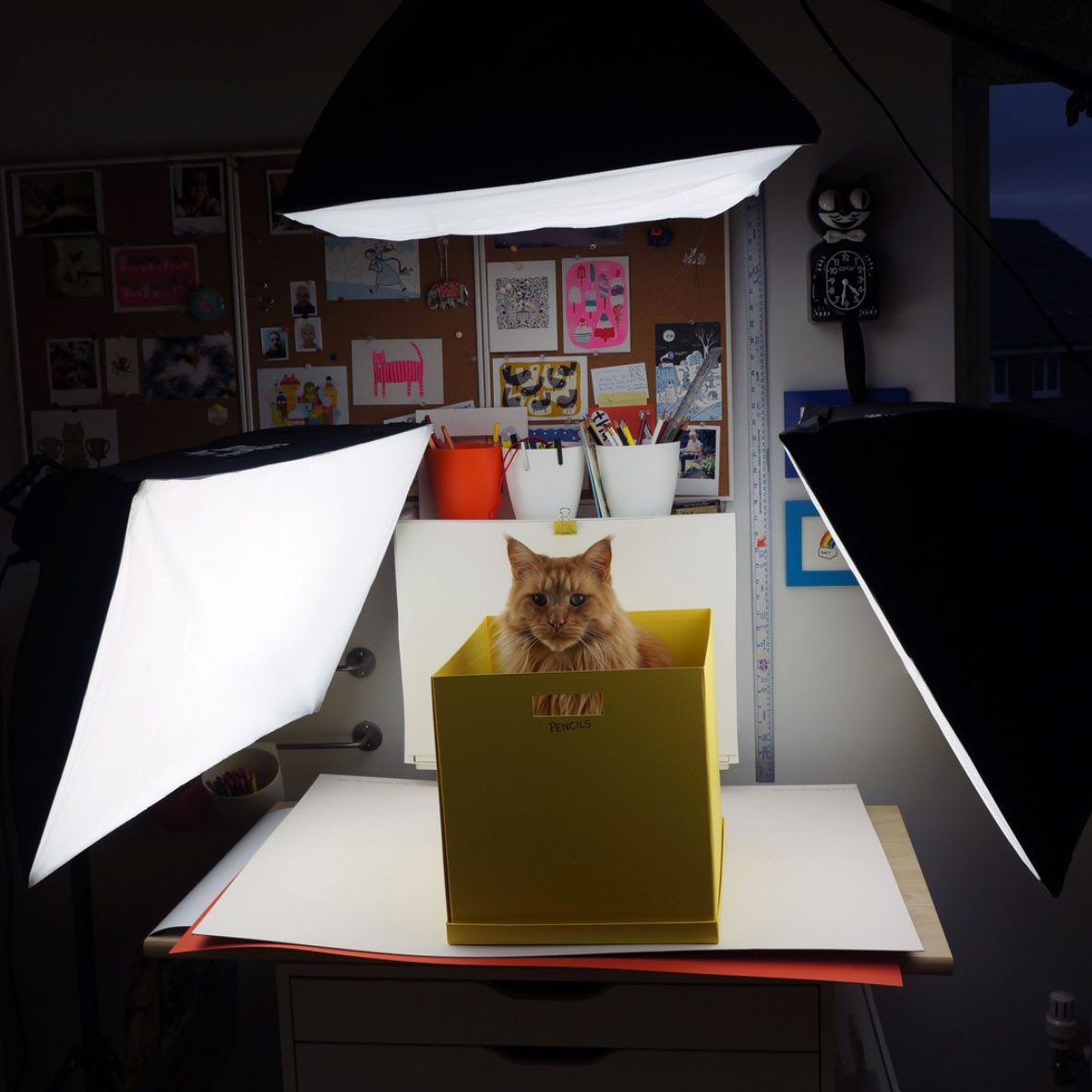 The cutest ginger cat ever sits in a yellow box on a photography table, surrounded by a trio of continuous lighting lamps.