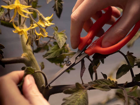 Gardener using Chikamasa Scissors