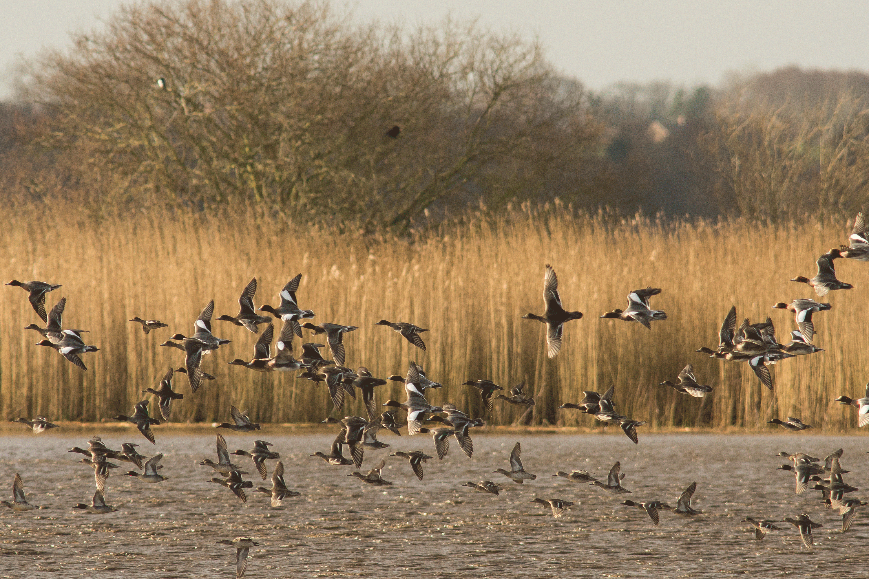Ducks flying in front of the reed beds.