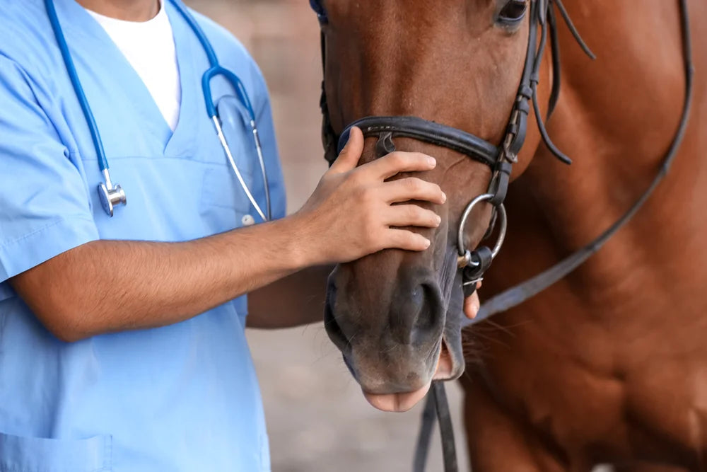 Tierarzt mit Pferd