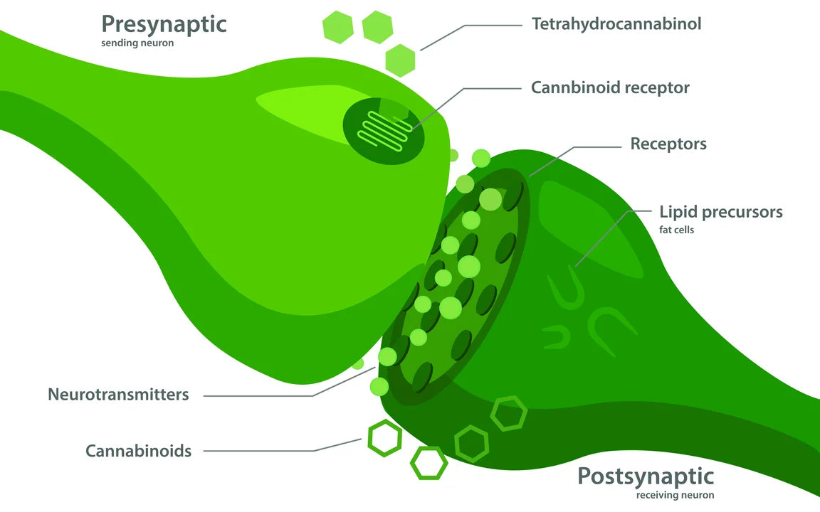 CBD Rezeptor Grafik