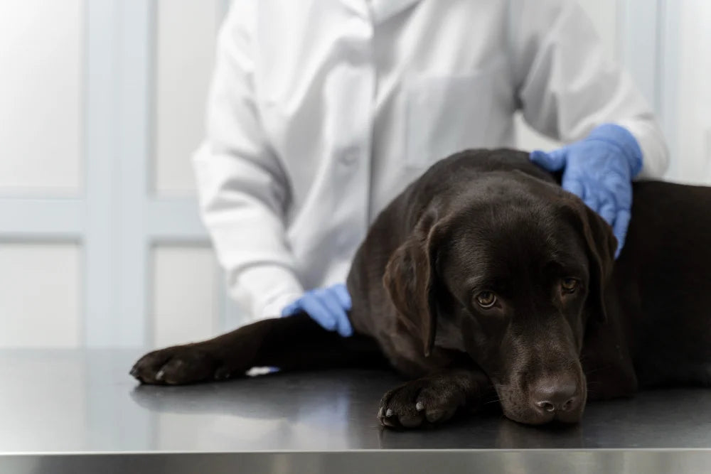 Hund mit Krebs beim Tierarzt