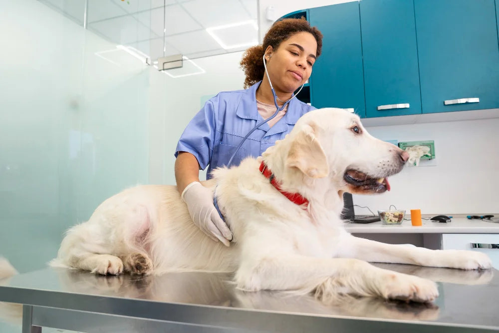 Hund liegt auf Tisch der Tierärztin