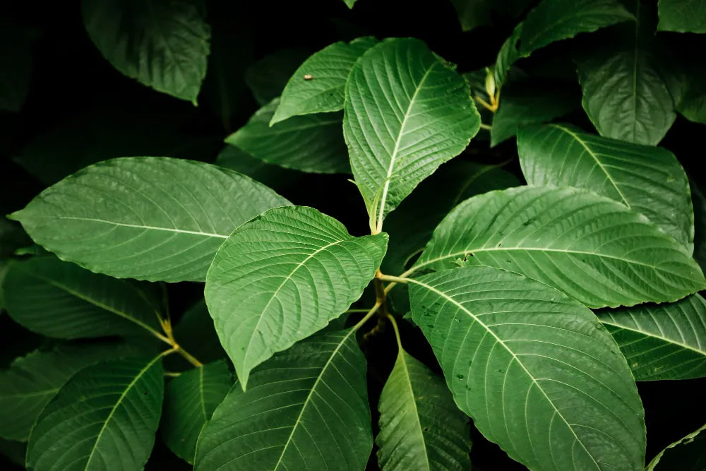 Kratom.webp__PID:fc325230-a7aa-4f7e-8843-e61f6891ffba