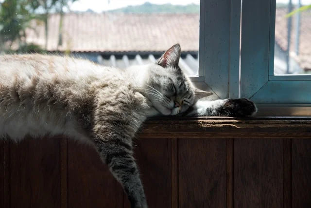 Entspannte Katze liegt am Fenster