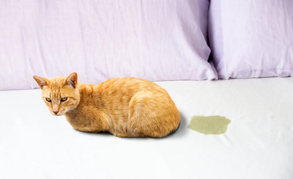 Katze auf Sofa mit Urinlacke