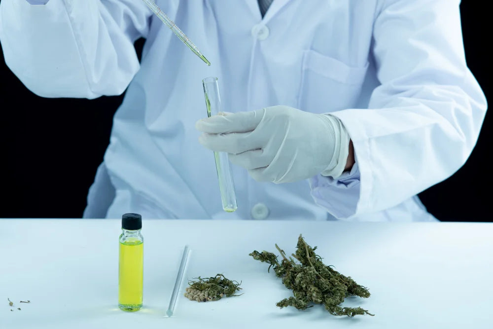 Wissenschaftler untersucht Cannabis