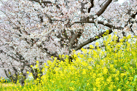 満開の桜と菜の花