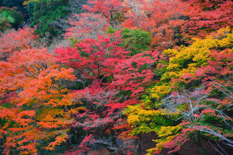 養老の滝　紅葉