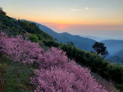 満開の桜