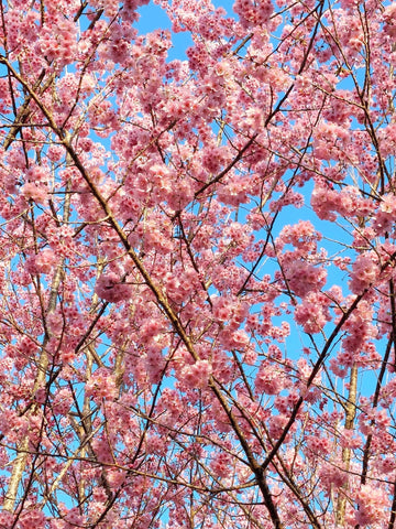 満開の桜