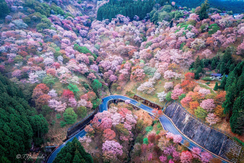 吉野山上千本