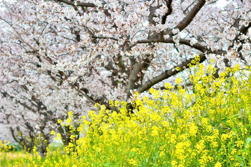 さくらと菜の花