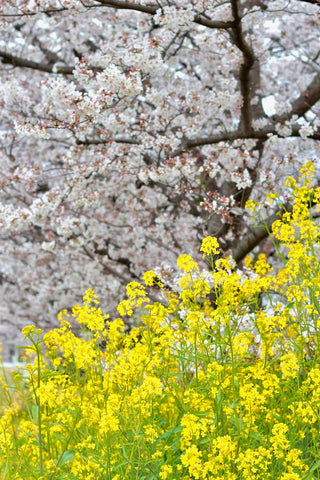 桜と菜の花