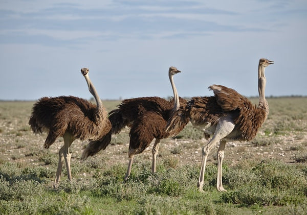 Ostrich Leather Hides & Skins, Coloured Ostrich Skins