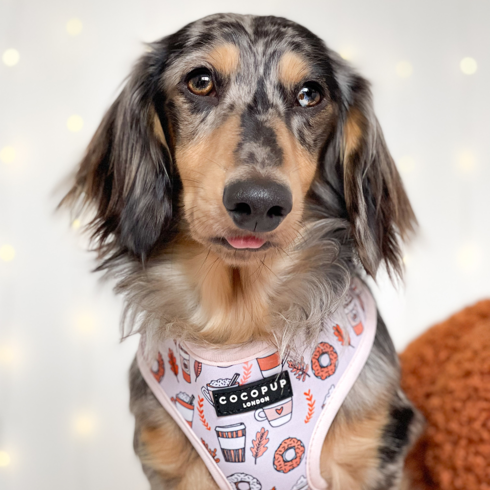 Long-haired dachshund in a decorative vest with donuts and drinks pattern, against a soft bokeh background.