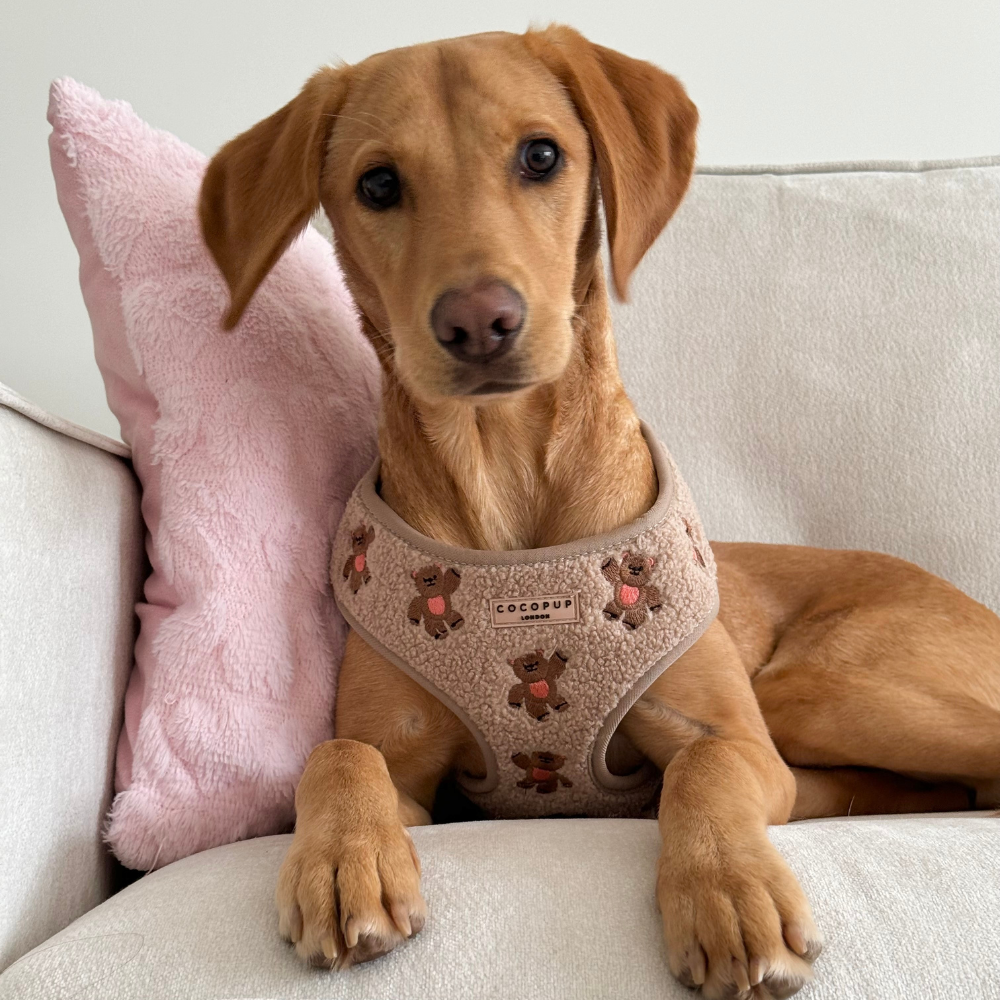 A dog wearing a teddy bear-patterned harness sits on a couch with a pink pillow.