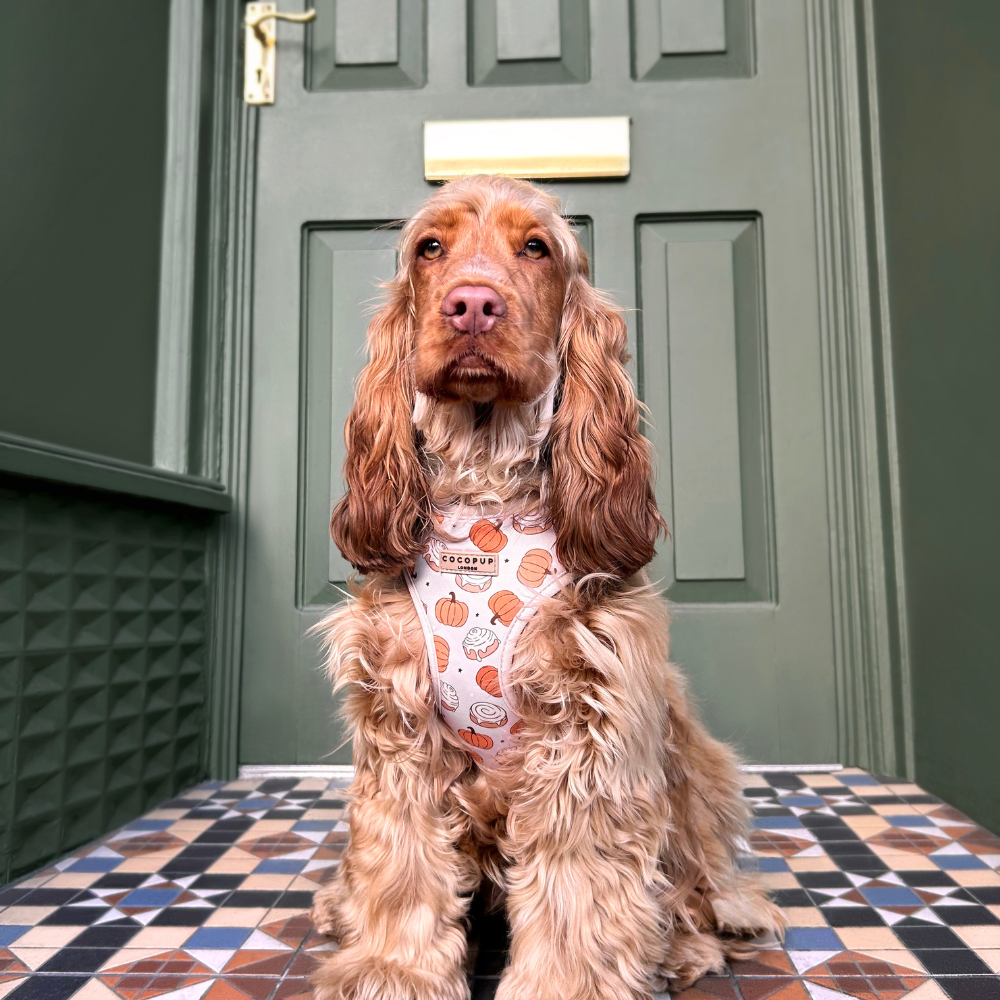 Cocker Spaniel in a harness, sitting in front of a green door.