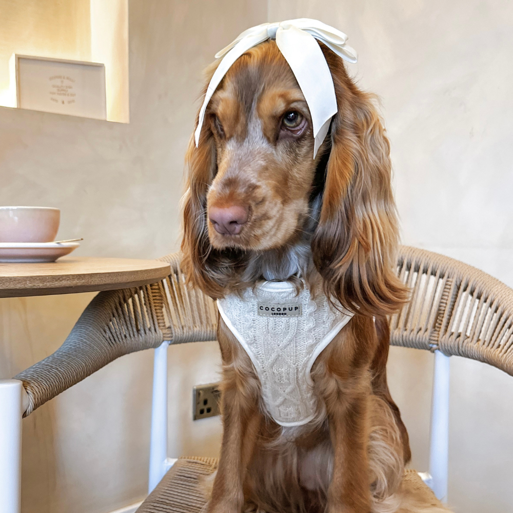 A dog with long ears and a white bow sits on a chair wearing a white harness.