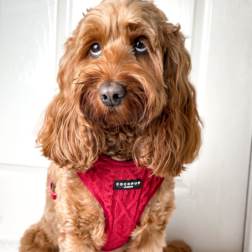 A dog with long ears and a white bow sits on a chair wearing a white harness.