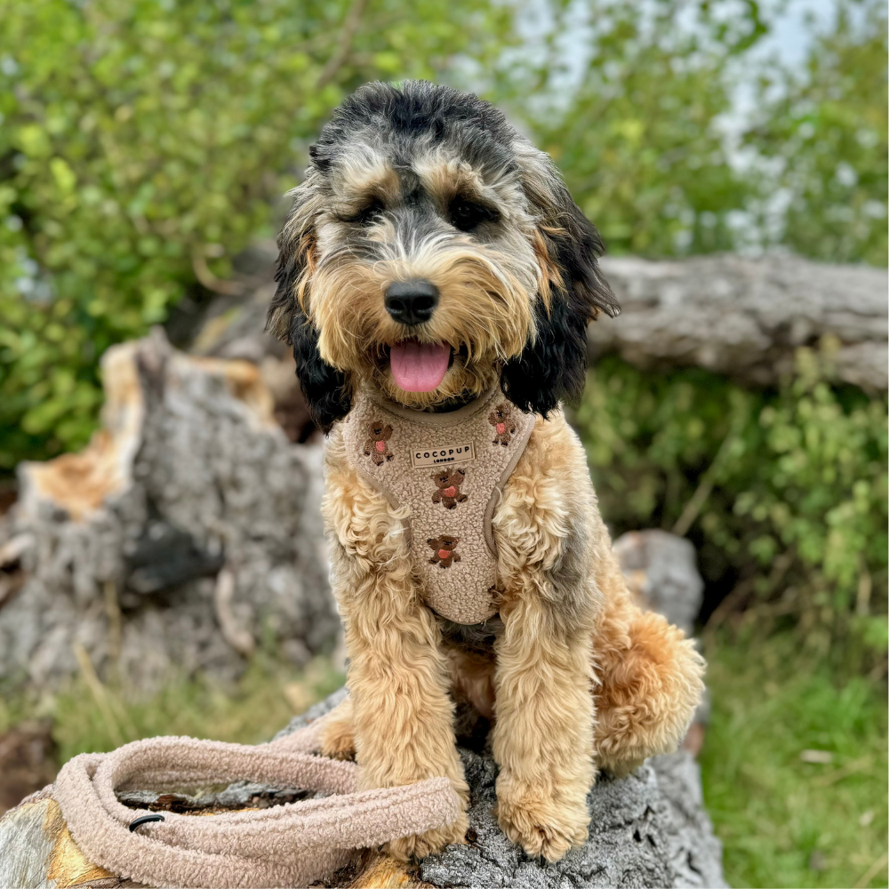 Happy dog wearing a harness, sitting on a log in a forested area.