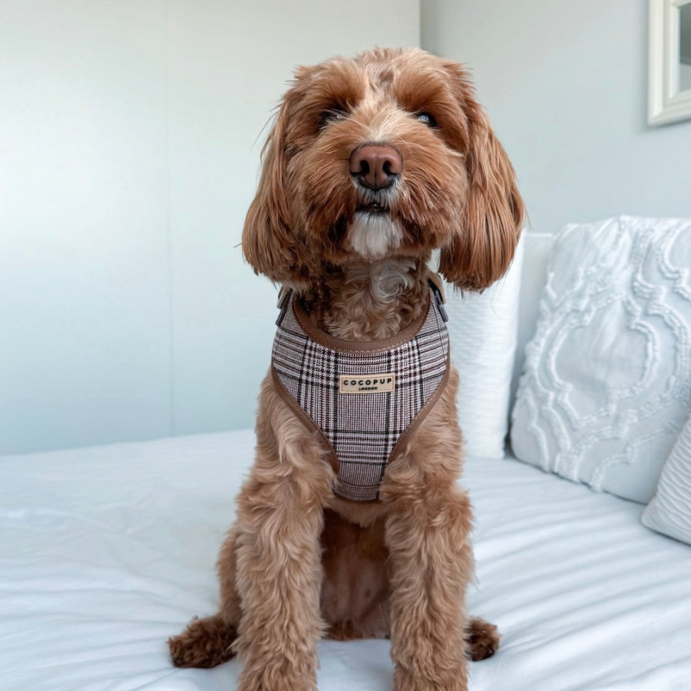 A brown dog wearing a plaid harness sits on a white bed.