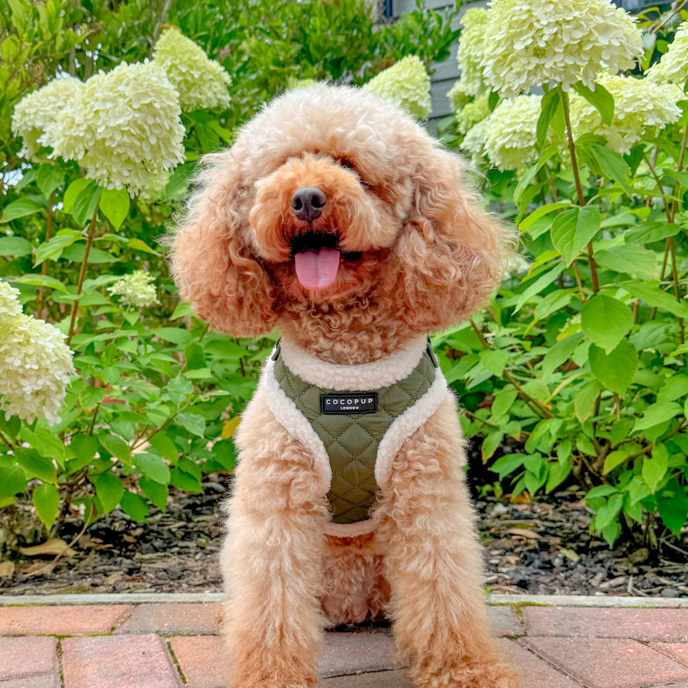 Curly-haired dog wearing a harness, sitting in front of lush green plants with white flowers.