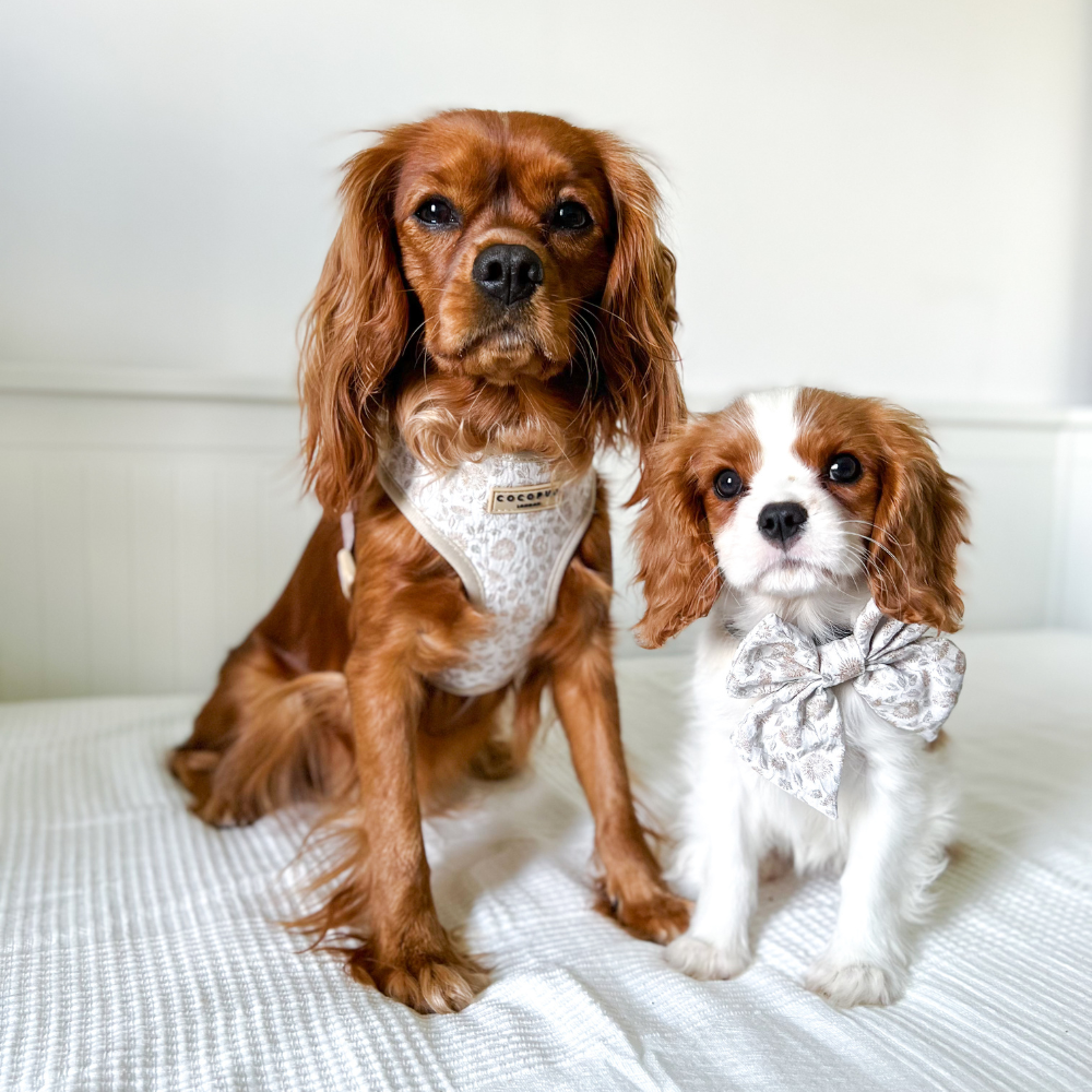 Two Cavalier King Charles Spaniels posing, wearing matching harness and bow tie.