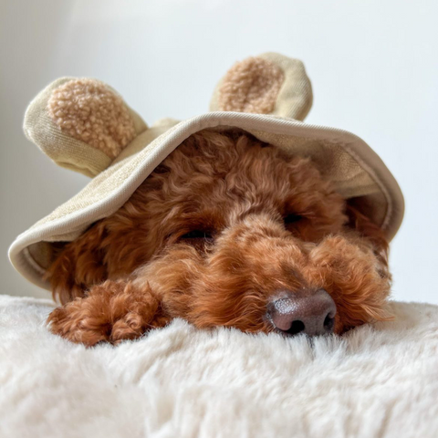 toy poodle sleeping in teddy drying robe