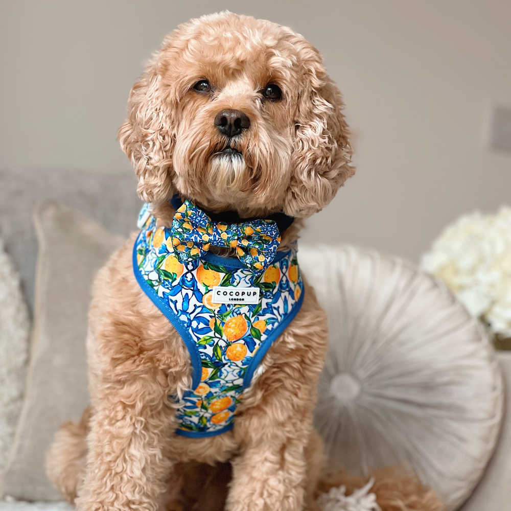 A curly-haired dog wearing a colorful floral harness and bow tie sits on a couch.