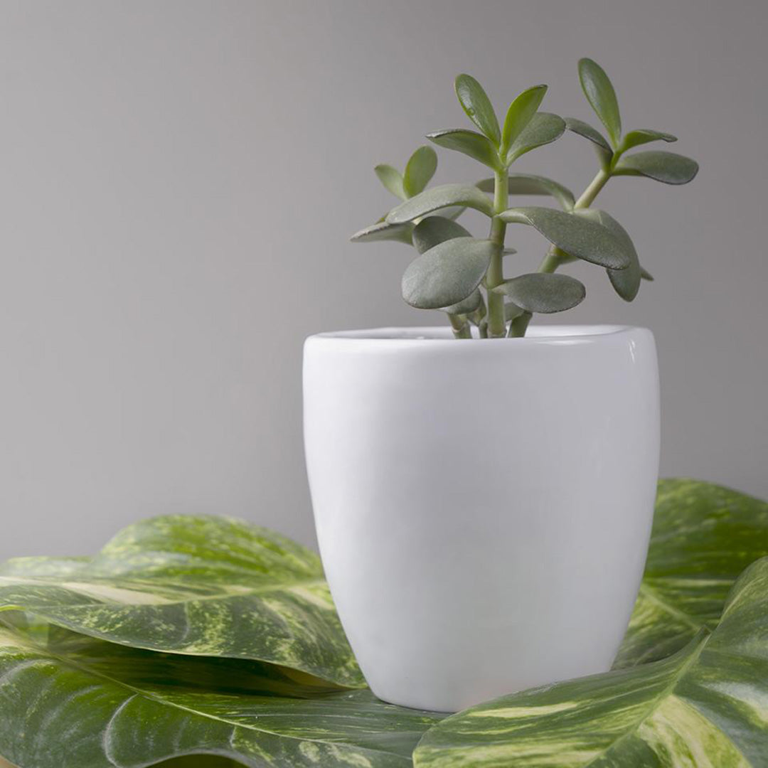 Cosmos Vase Planter – Garden Up Store