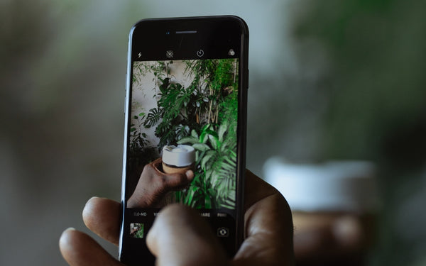 iPhone Display in Camera Mode Taking a Photo of Tropical Plants