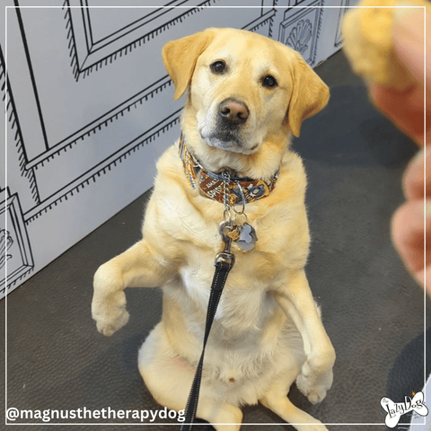 @magnusthetherapydog showing off his tricks for treats