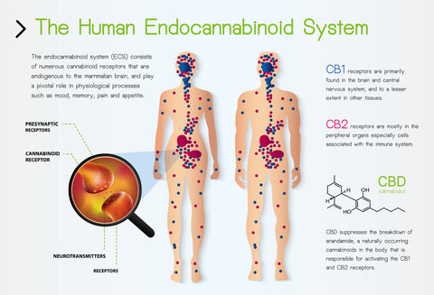 How Cannabinoids Affect The Body